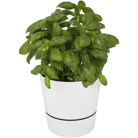 Pot de cuisine simple Herbs