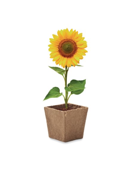 kit-de-tournesol-beige-3.jpg