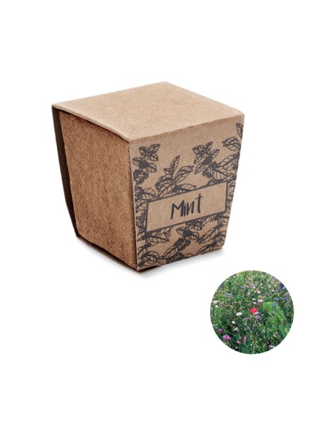 Kit de graines de menthe